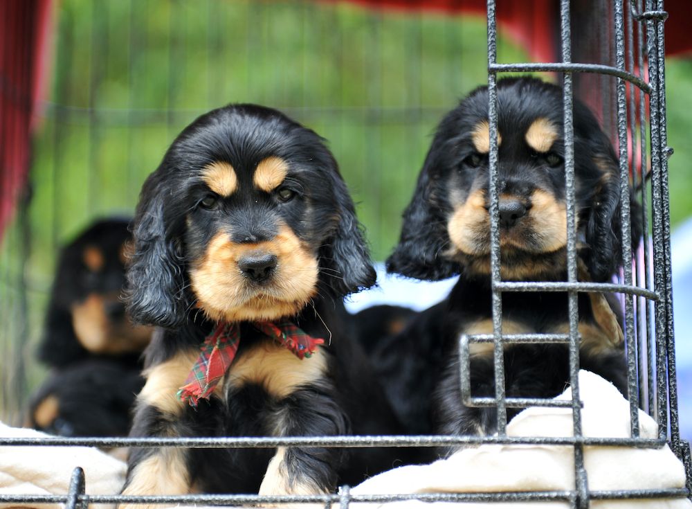 Making a Federal Case